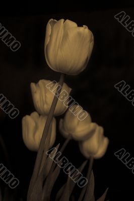tulip
