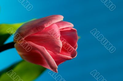 tulip