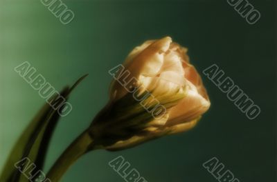 tulip
