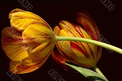tulip