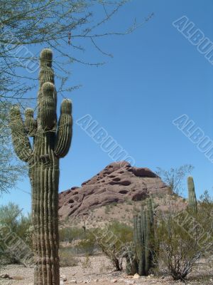 Arizona Desert