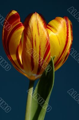 tulip