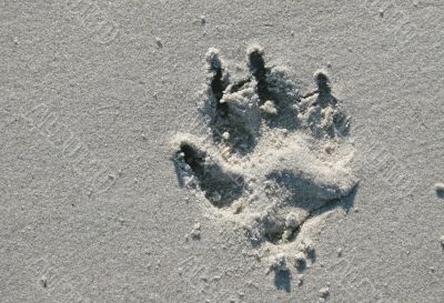 Dog Print