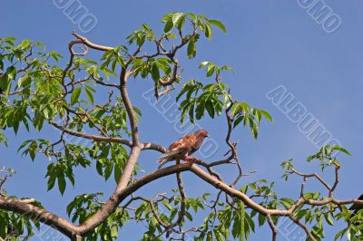 Dove in Tree