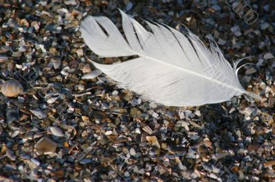 Feather