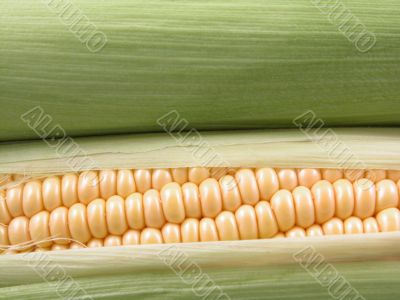 corn on the cob