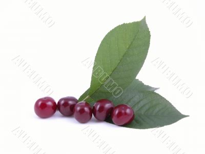 cherries