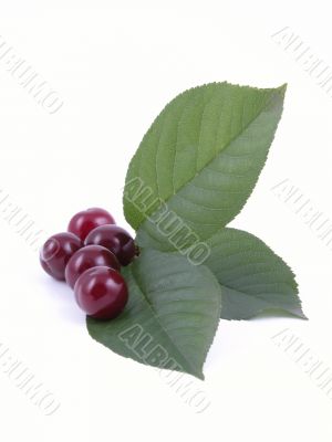 cherries