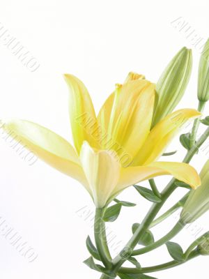 close-ups of yellow lily