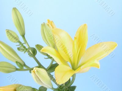 close-ups of yellow lily
