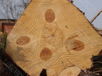 Butt side of wooden logs stack