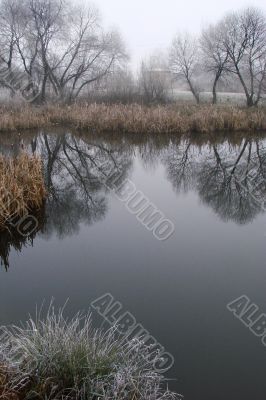Wintry pond with cane covered with hoarfrost