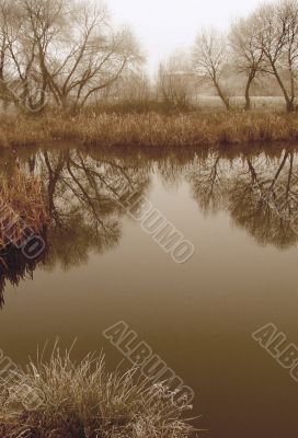 Wintry pond with cane covered with hoarfrost