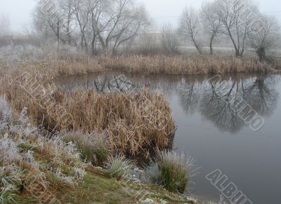 Wintry pond with cane covered with hoarfrost