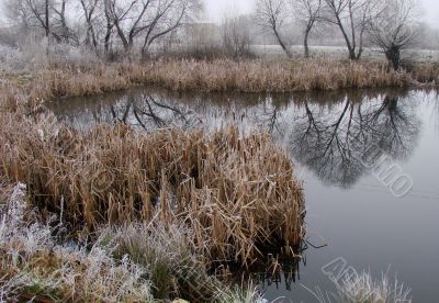 Wintry pond with cane covered with hoarfrost