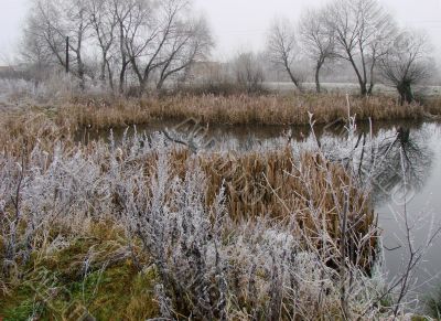 Wintry pond with cane covered with hoarfrost