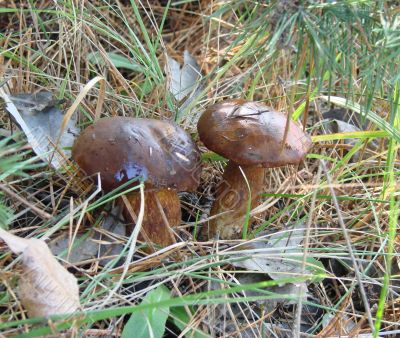 Mushroom pair under birch in green grass