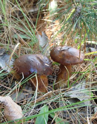 Mushroom pair under birch in green grass