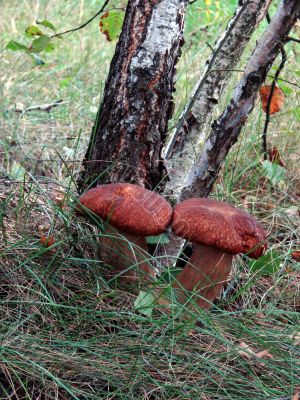 Mushroom pair under birch in green grass