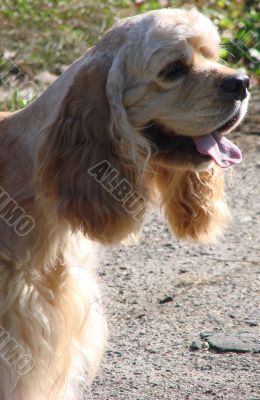 Spaniel sitting and watching
