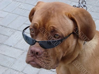 Brown dog muzzle with sunglasses