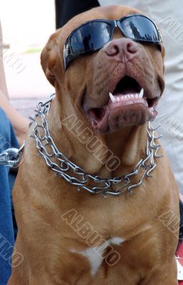 Brown dog muzzle with sunglasses