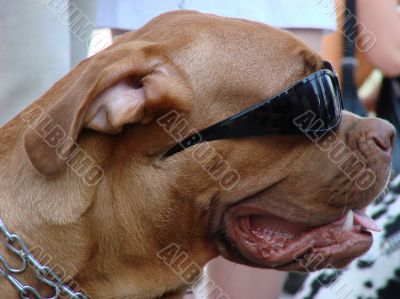Brown dog muzzle with sunglasses
