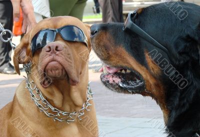Couple of dog muzzles with sunglasses