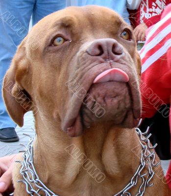 Brown dog muzzle