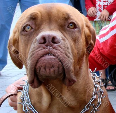 Brown dog muzzle