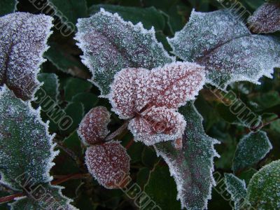 Hoarfrost upon Fall Leaves