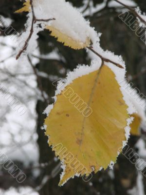 Yellow plant leaf covered with snow