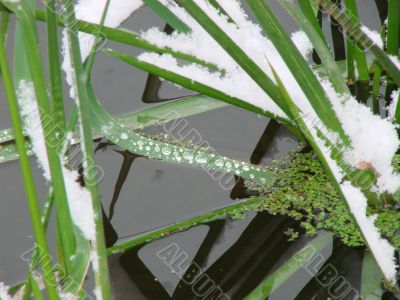 Green water grass covered with snow