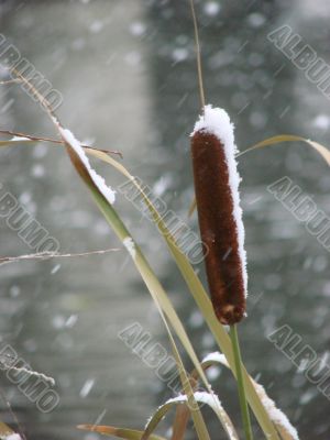Alone cane covered with snow