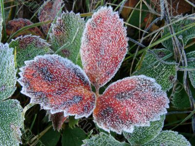 Hoarfrost on Fall strawberry red leaves