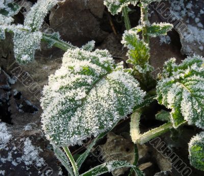 Morning hoarfrost on alive green leaves