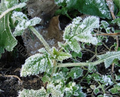 Morning hoarfrost on alive green leaves