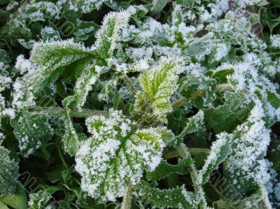 Morning hoarfrost on alive green leaves