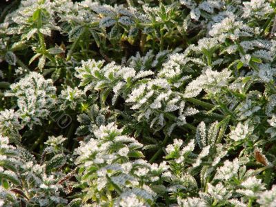 Morning hoarfrost on alive green leaves