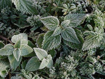 Morning hoarfrost on alive green leaves