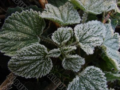 Morning hoarfrost on alive green leaves