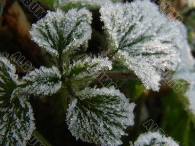 Morning hoarfrost on alive green leaves