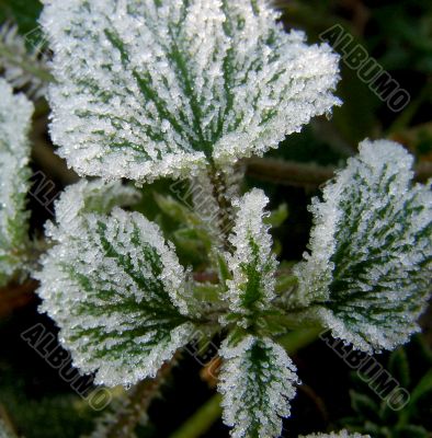 Morning hoarfrost on alive green leaves