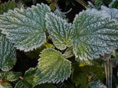Morning hoarfrost on alive green leaves