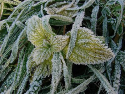 Morning hoarfrost on alive green leaves