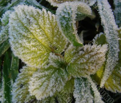 Morning hoarfrost on alive green leaves
