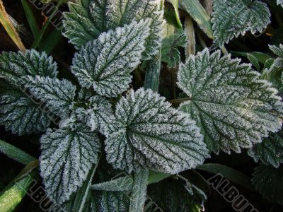 Morning hoarfrost on alive green leaves