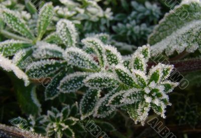 Morning hoarfrost on alive green leaves