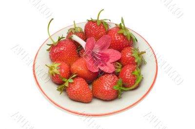 Strawberries on a saucer, isolated on white