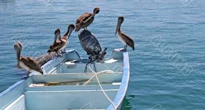 Pelicans on a Boat